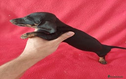 Teckel Miniatura perros en venta: Teckel Miniatura  - Imagen 2
