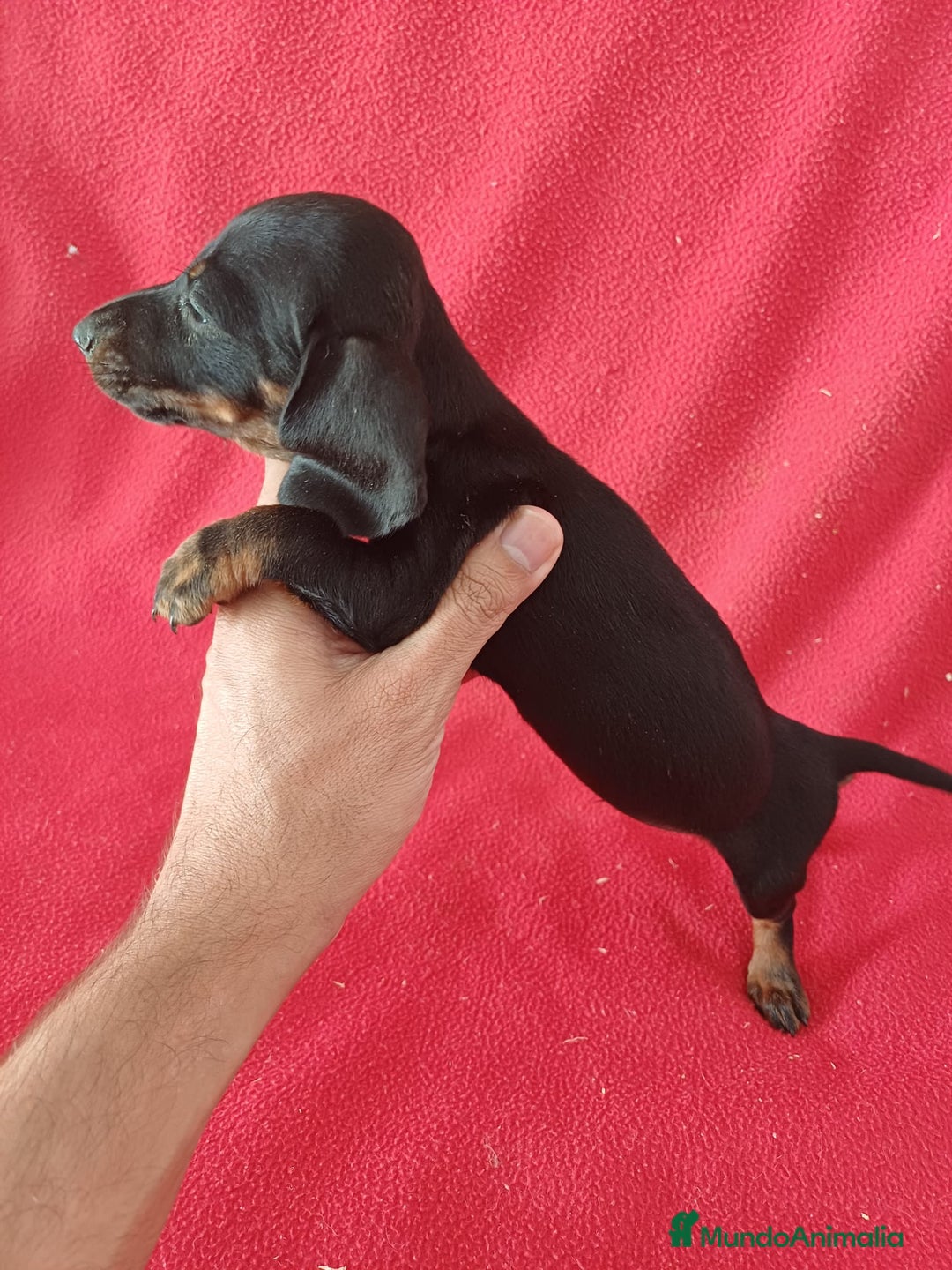 Teckel Miniatura perros en venta: Teckel Miniatura  - Imagen 2