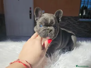 Bulldog Francés perros Bulldog francés blue - Anuncio 1