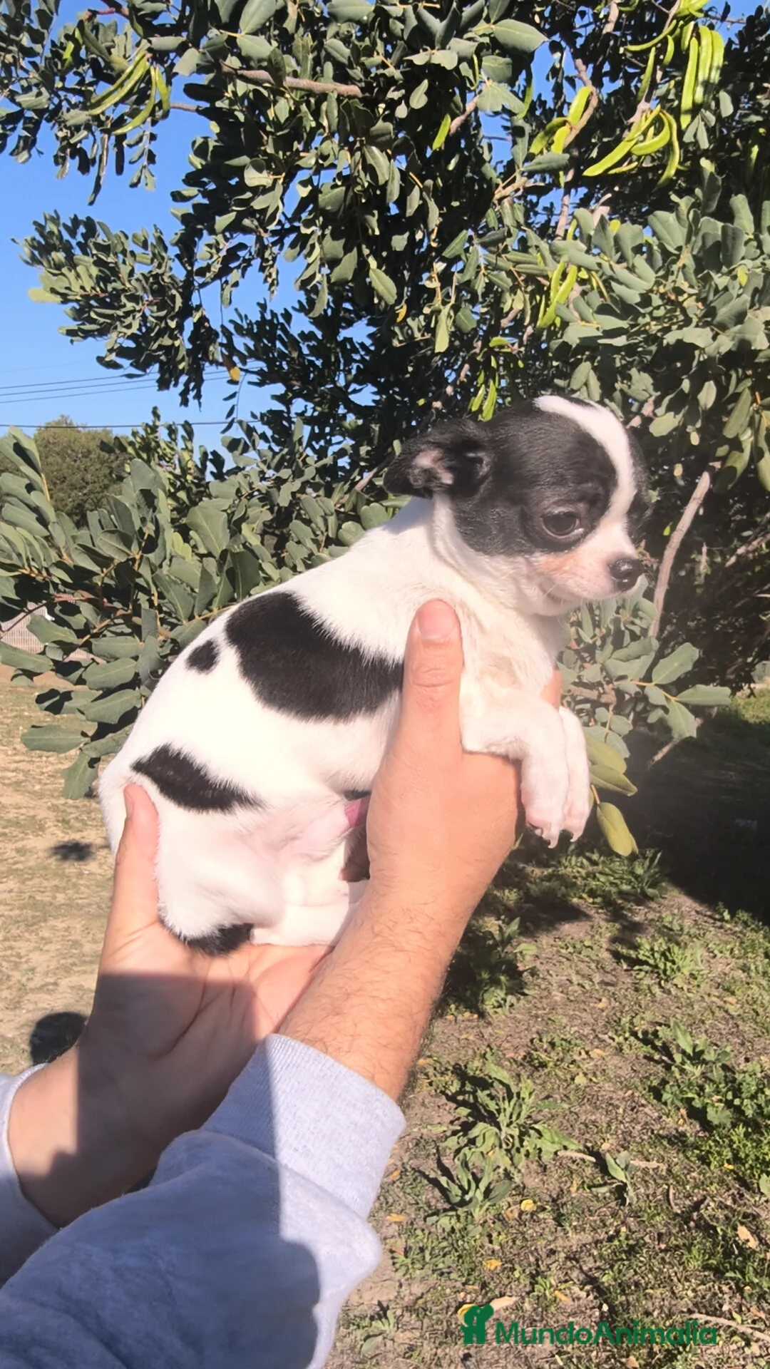 Chihuahua perros en venta: Chihuahua macho Toy  - Anuncio 1