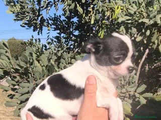 Chihuahua perros Chihuahua macho Toy - Anuncio 2