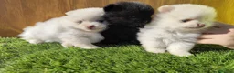 Pomerania perros en venta: Lulú de Pomerania  - Anuncio 4