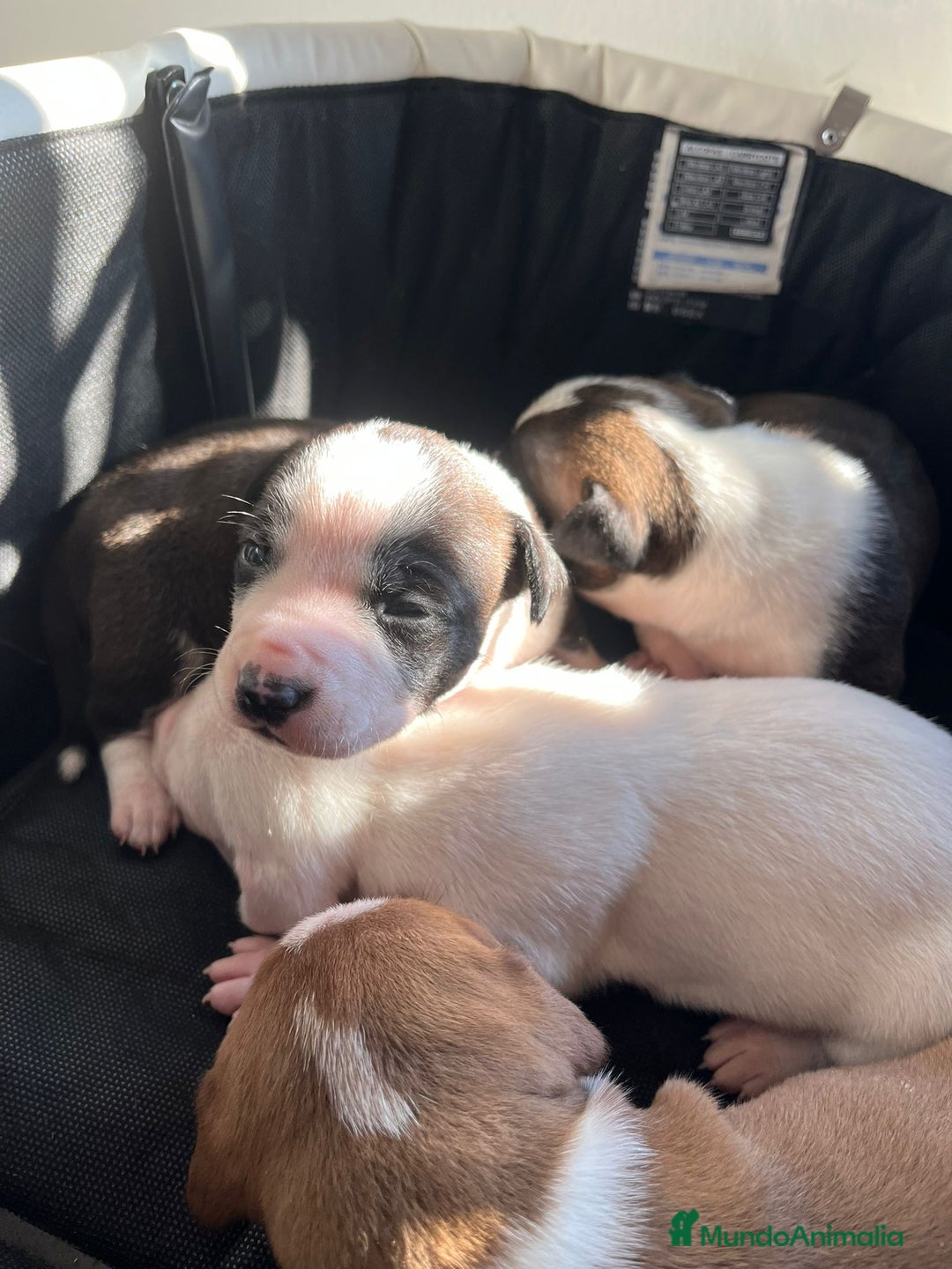 American Staffordshire-Terrier perros en venta: Americana stanfford  - Anuncio 1