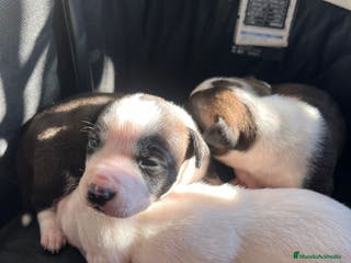 American Staffordshire-Terrier perros Americana stanfford - Anuncio 1