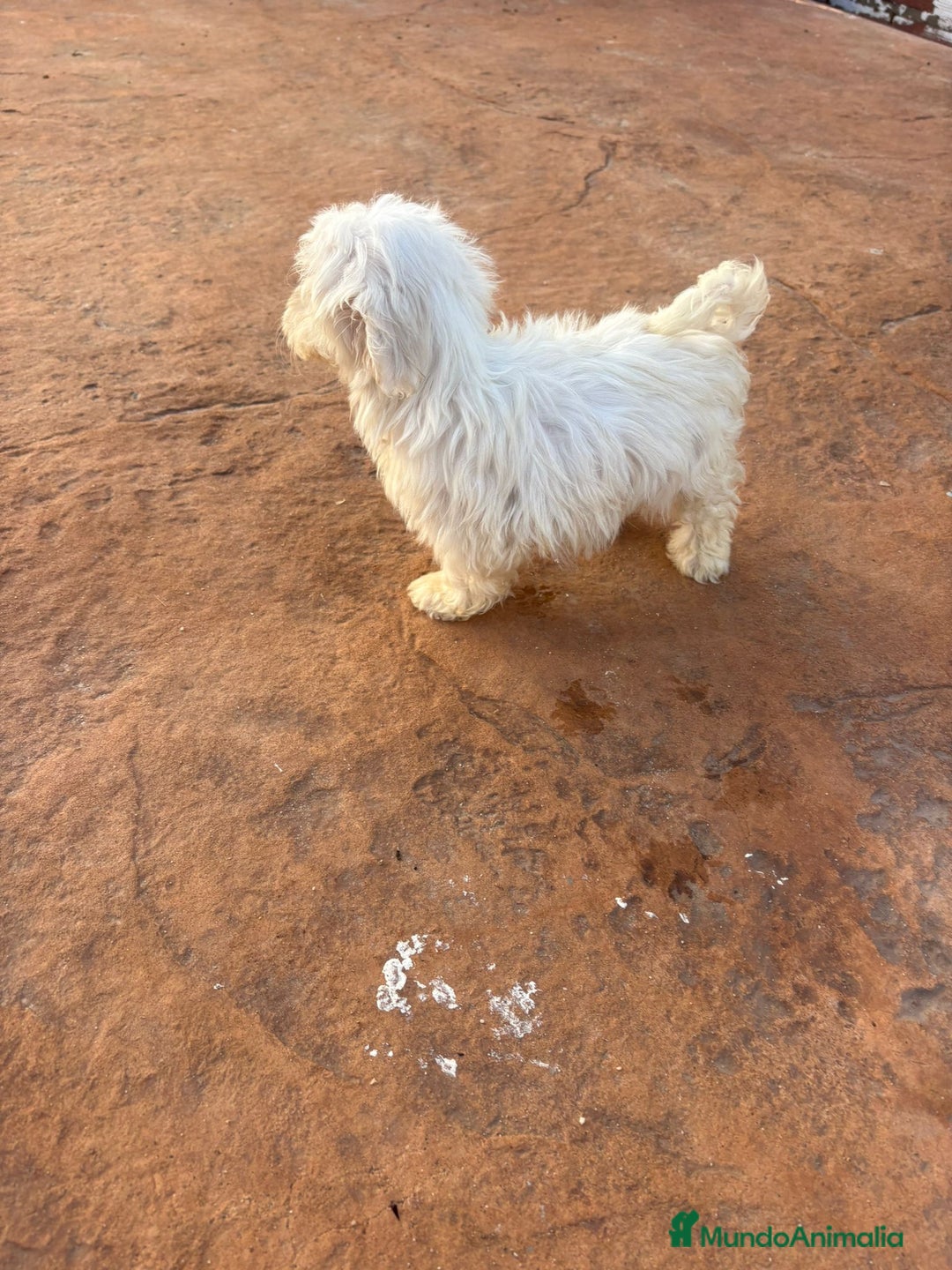 Bichón Maltés perros en venta: Bichon maltés toy  - Anuncio 6