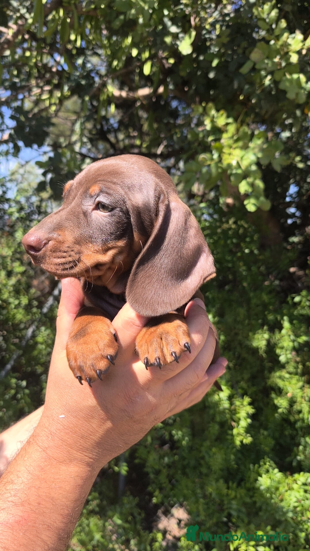 Teckel Miniatura perros Teckel miniatura guapísimos ❤️💯💙 - Anuncio 1