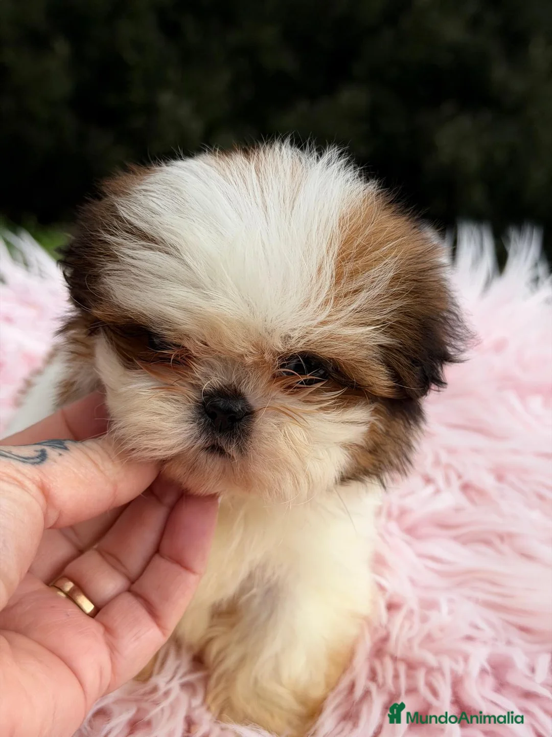 Shih Tzu perros en venta: SHIH TZU HEMBRA DISPONIBLE - Anuncio 6