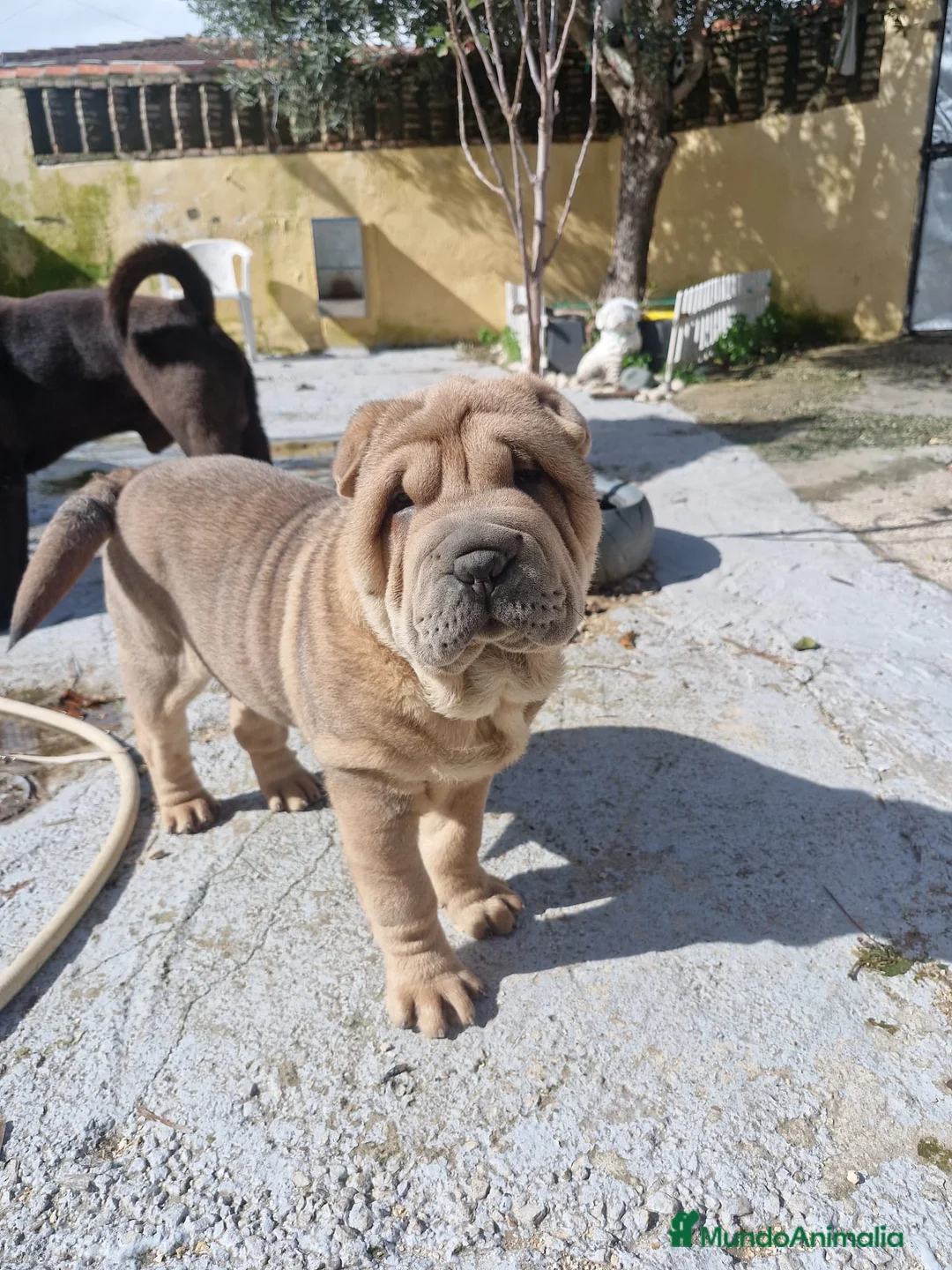 Shar Pei perros en venta: Shar pei linea americana  en Sevilla - Anuncio 5