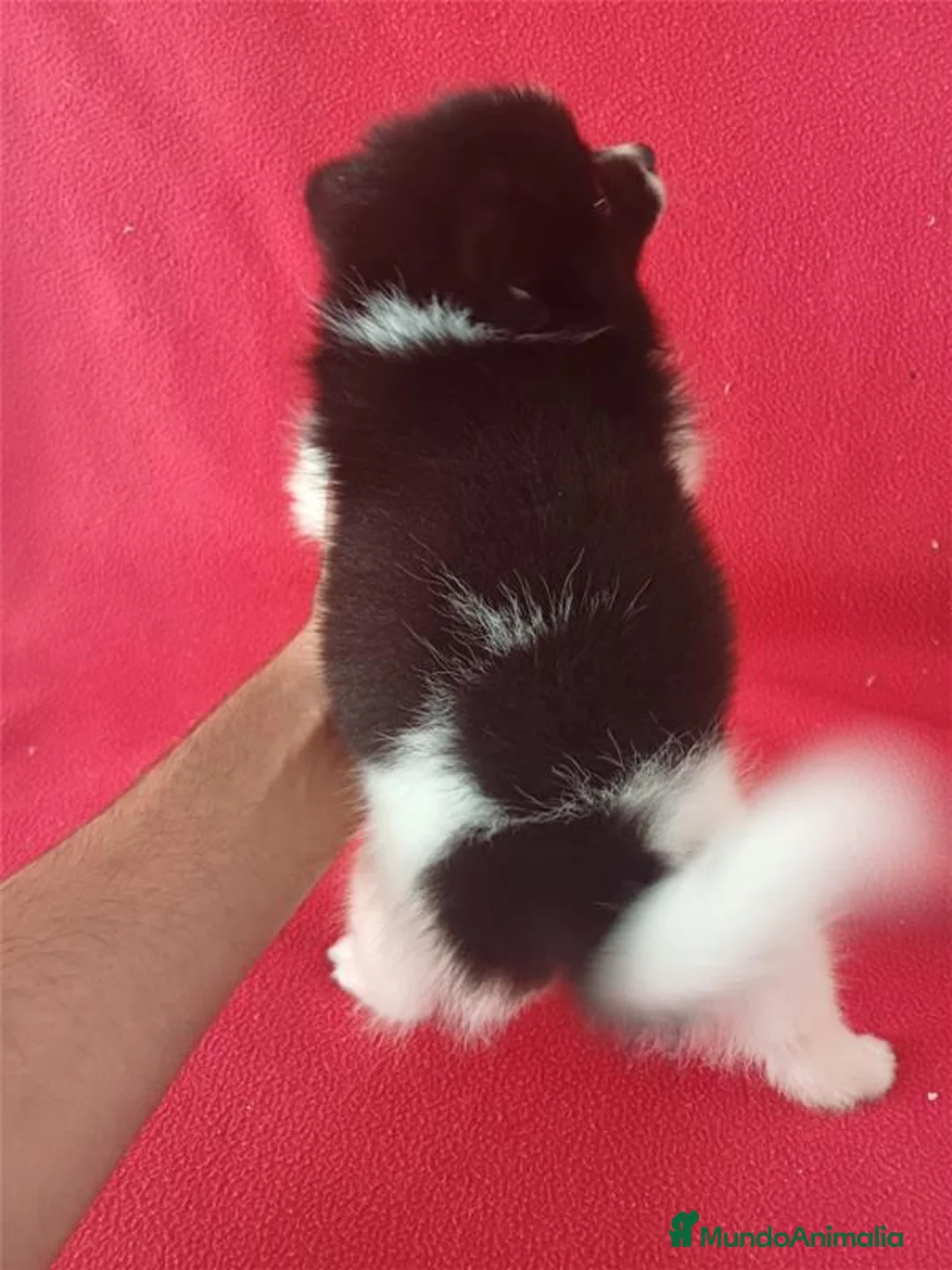 Pomerania perros en venta: Pomerania Panda  - Anuncio 4