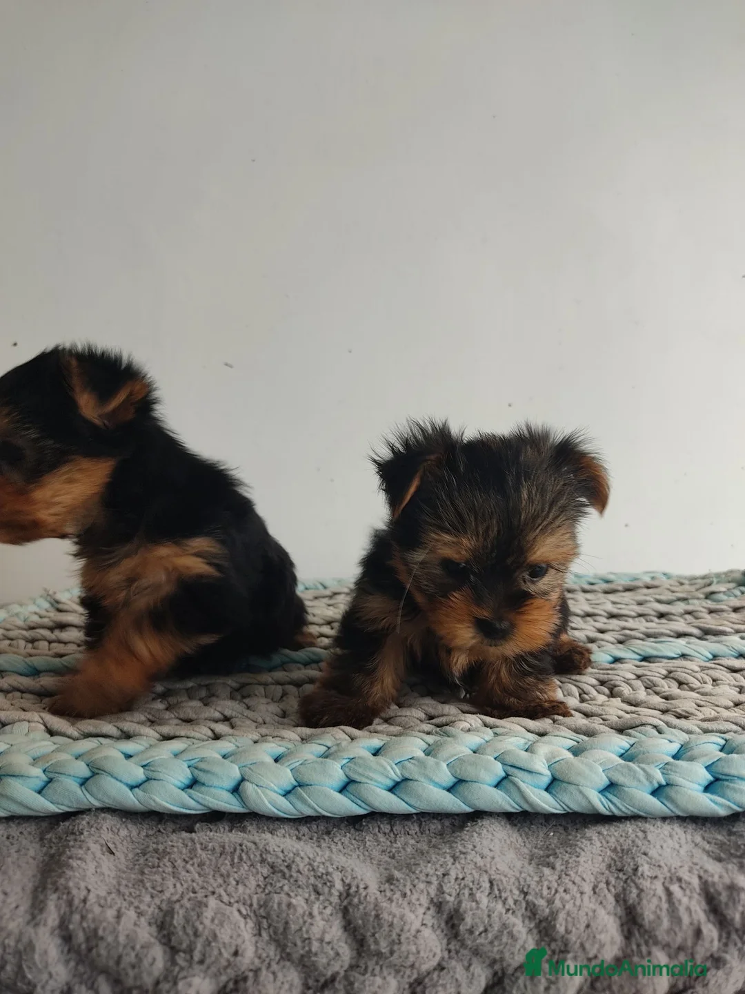 Yorkshire Terrier perros en venta: Yorkshire miniatura - Anuncio 2
