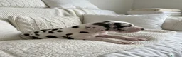 Dogo Alemán perros en venta: Camada de dogo alemán  - Anuncio 4