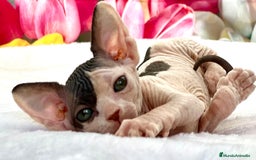 Sphynx gatos en venta: Preciosa camada de sphynx  - Imagen 6