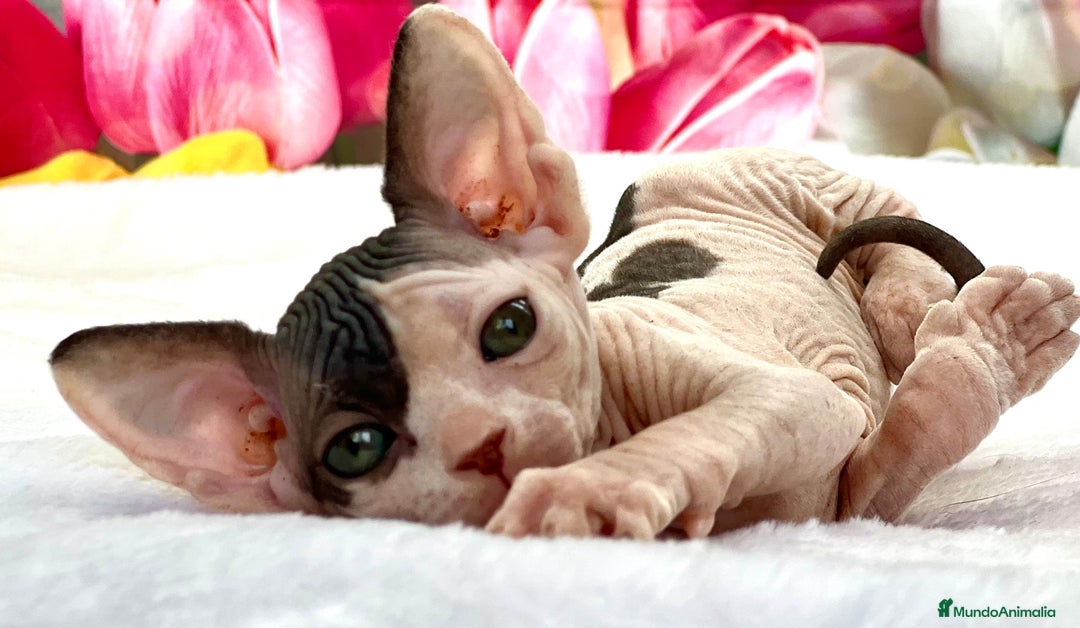 Sphynx gatos en venta: Preciosa camada de sphynx  - Imagen 6