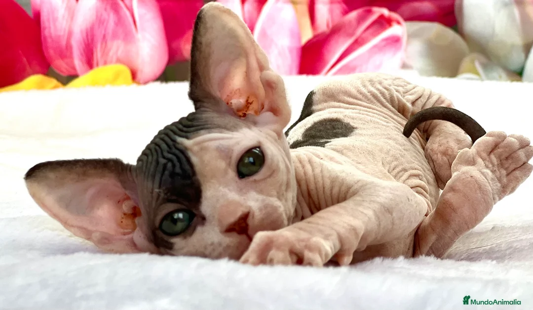Sphynx gatos en venta: Preciosa camada de sphynx  - Anuncio 6
