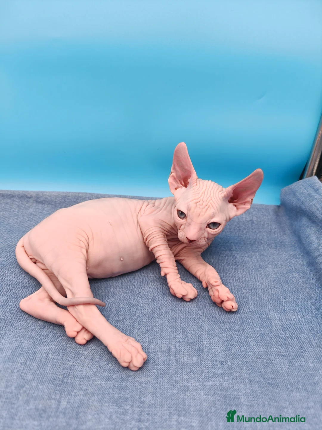 Sphynx gatos en venta: Hembrita blanca y ojos azules  - Anuncio 2