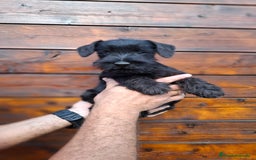 Schnauzer Miniatura perros en venta: SCHNAUZER MINIATURA - Imagen 2