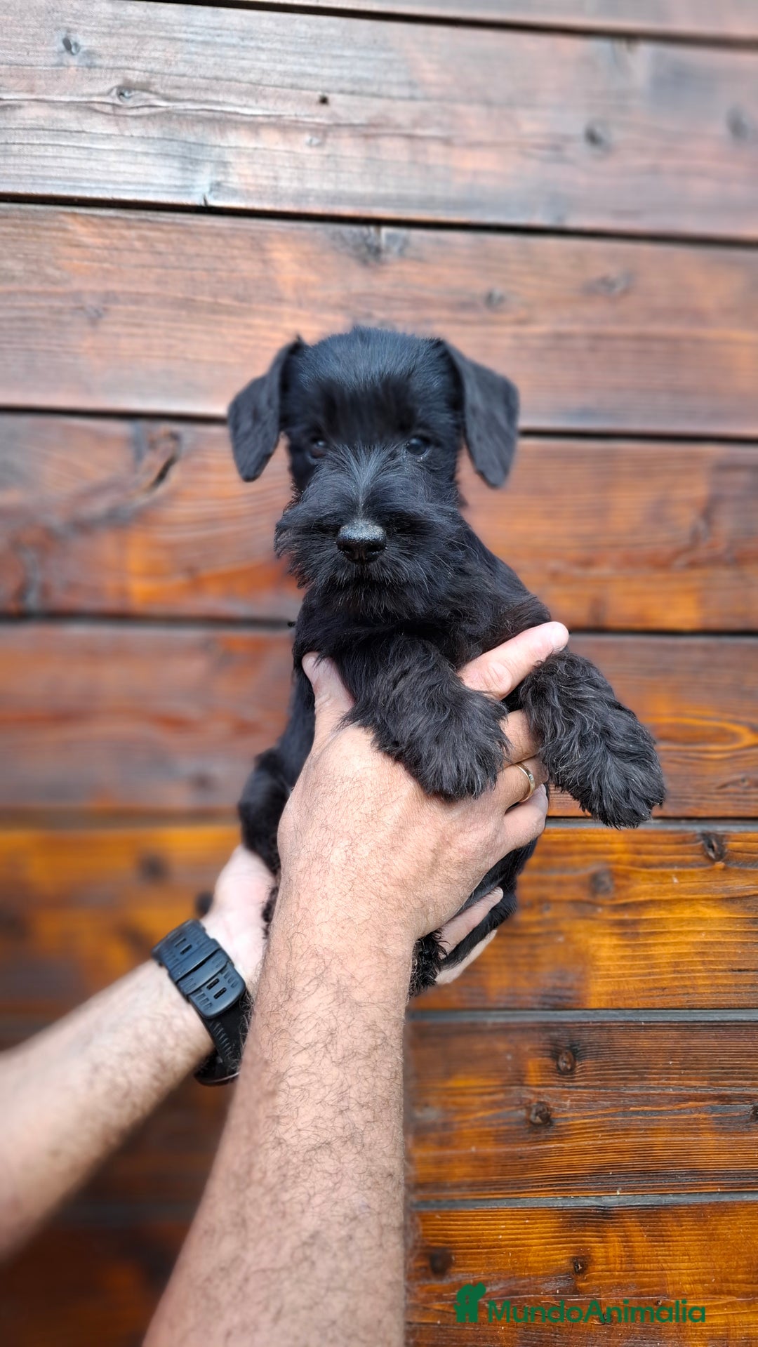 Schnauzer Miniatura perros en venta: SCHNAUZER MINIATURA - Imagen 2