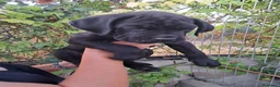 Cane Corso perros en venta: Cane Corso  - Anuncio 4