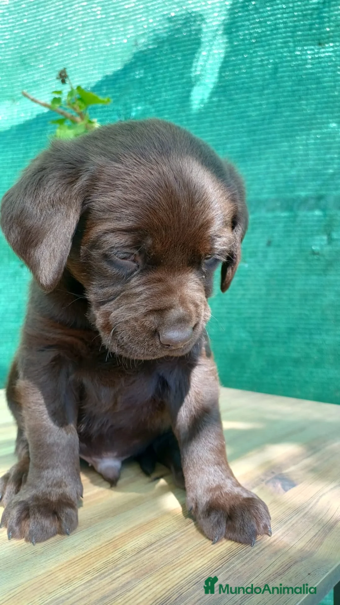 Labrador Retriever perros en venta: Último macho labrador  - Anuncio 4