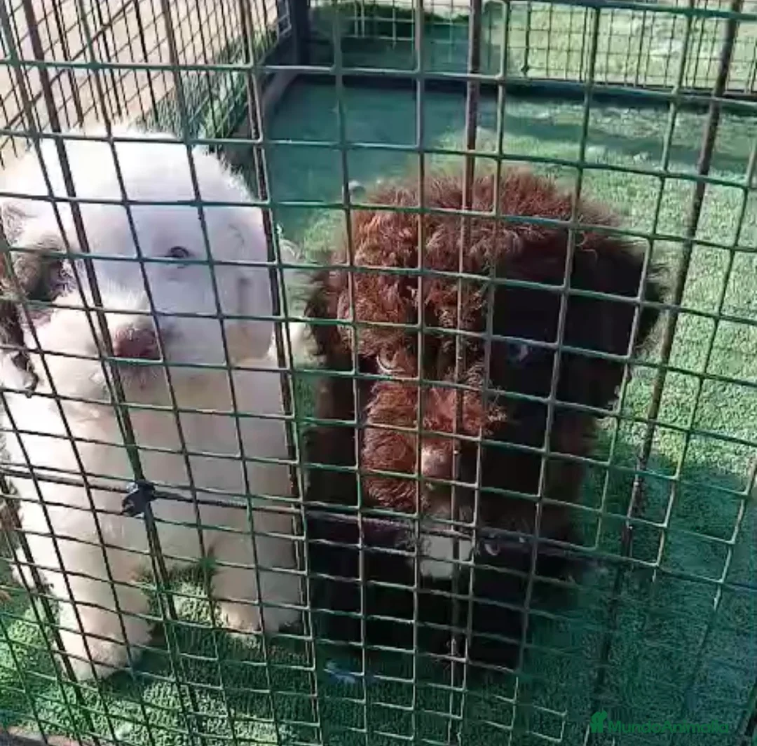 Perro de Agua Español perros en venta: Preciosos machos disponibles para entregar - Anuncio 1