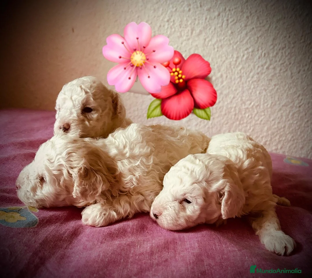 Caniche Toy perros en venta: Caniche toy en Illes Balears - Anuncio 2