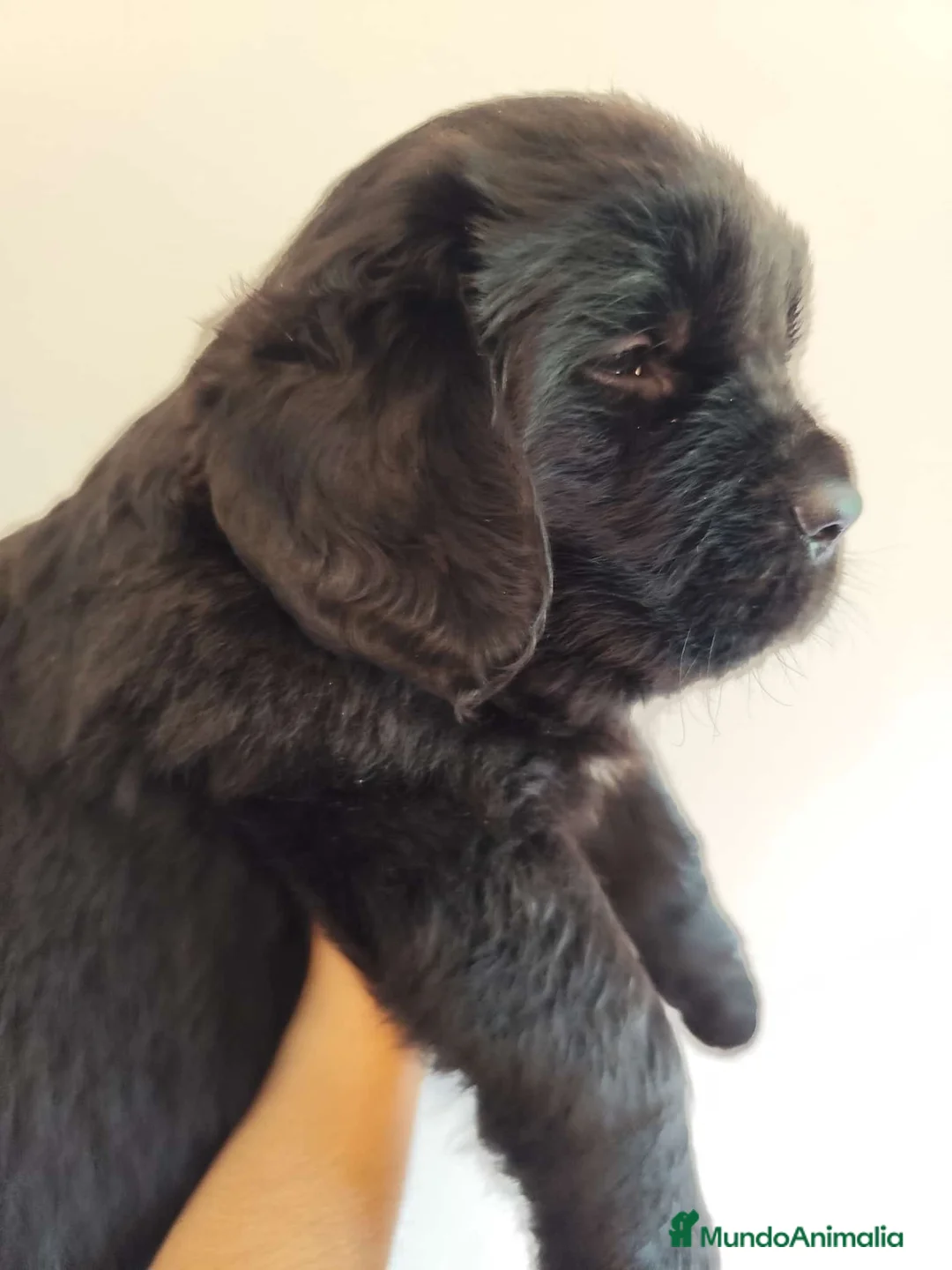 Terranova perros en venta: Terranova 641387649 - Anuncio 2