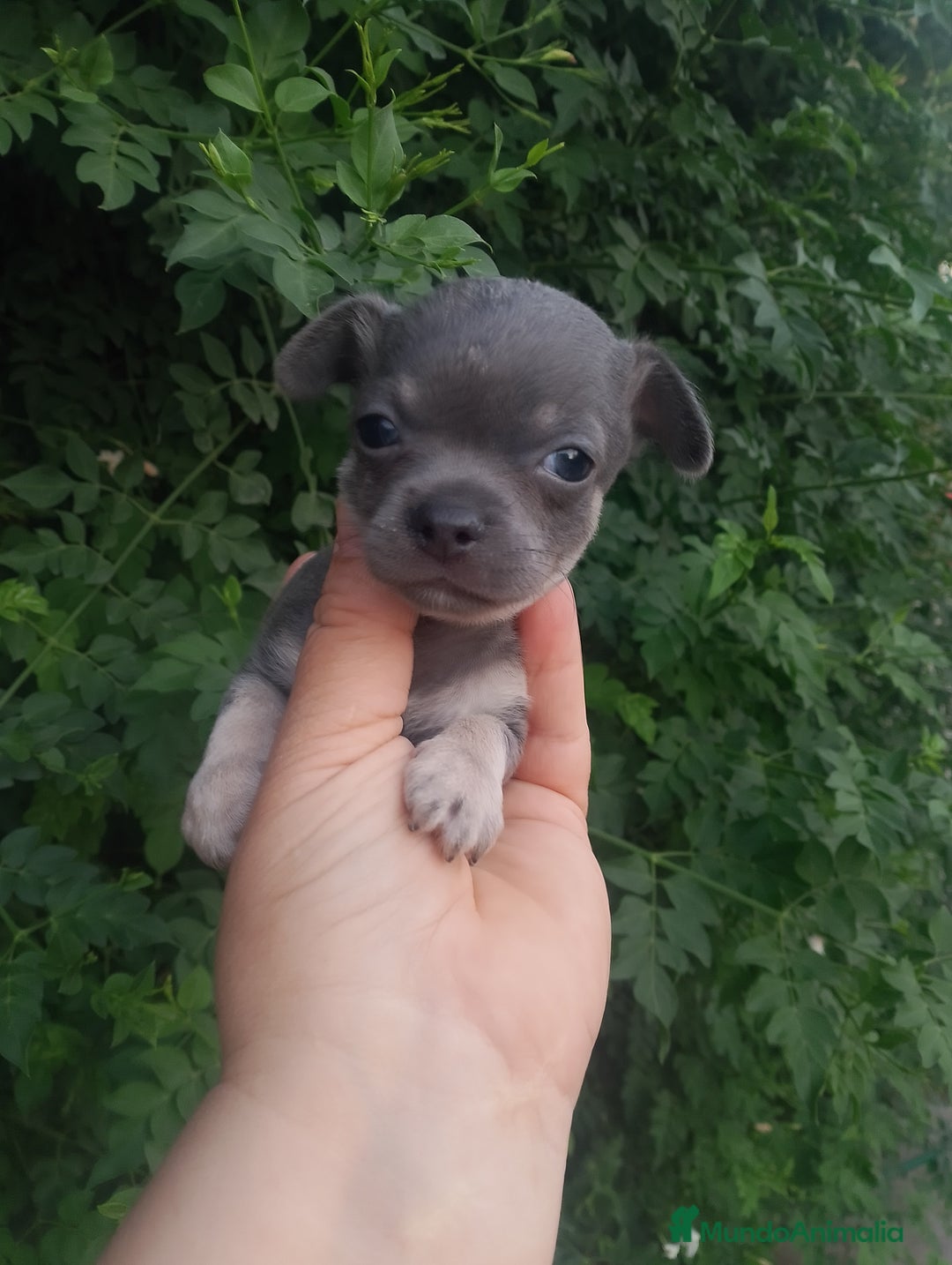 Chihuahua perros en venta: Camada de chihuahua toy  - Imagen 4
