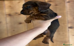 Teckel Miniatura perros en venta: Impresionantes Teckel miniatura  601144783 en Valencia - Imagen 4