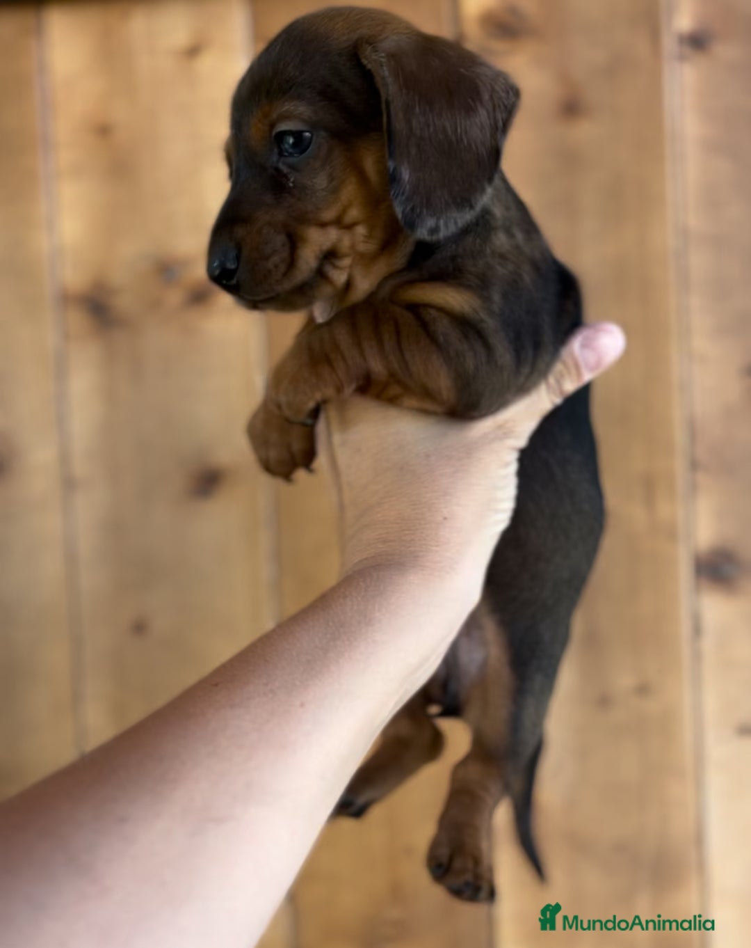 Teckel Miniatura perros en venta: Impresionantes Teckel miniatura  601144783 en Valencia - Imagen 4