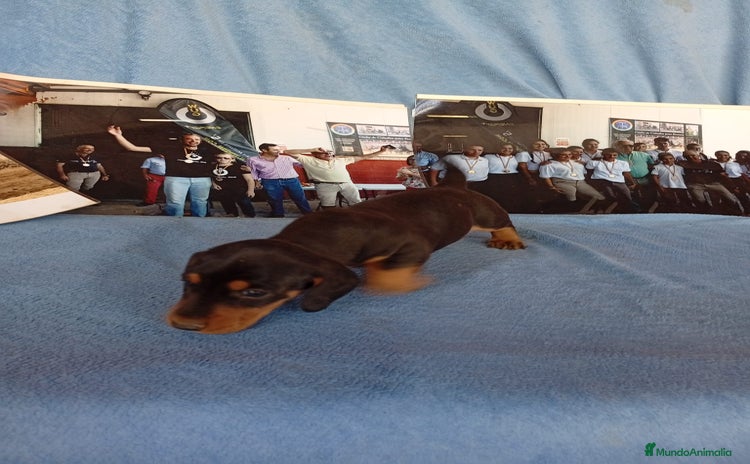 Teckel perros - Anuncio 3