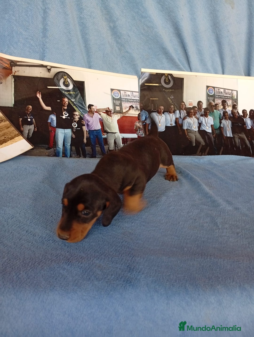 Teckel perros en venta: Macho negro fuego  - Imagen 1