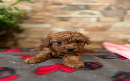 Caniche Toy perros en venta: EJEMPLARES DE CANICHE TOY  - Imagen 5