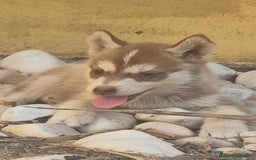 Husky Siberiano perros en venta: Siberian husky camada - Imagen 11