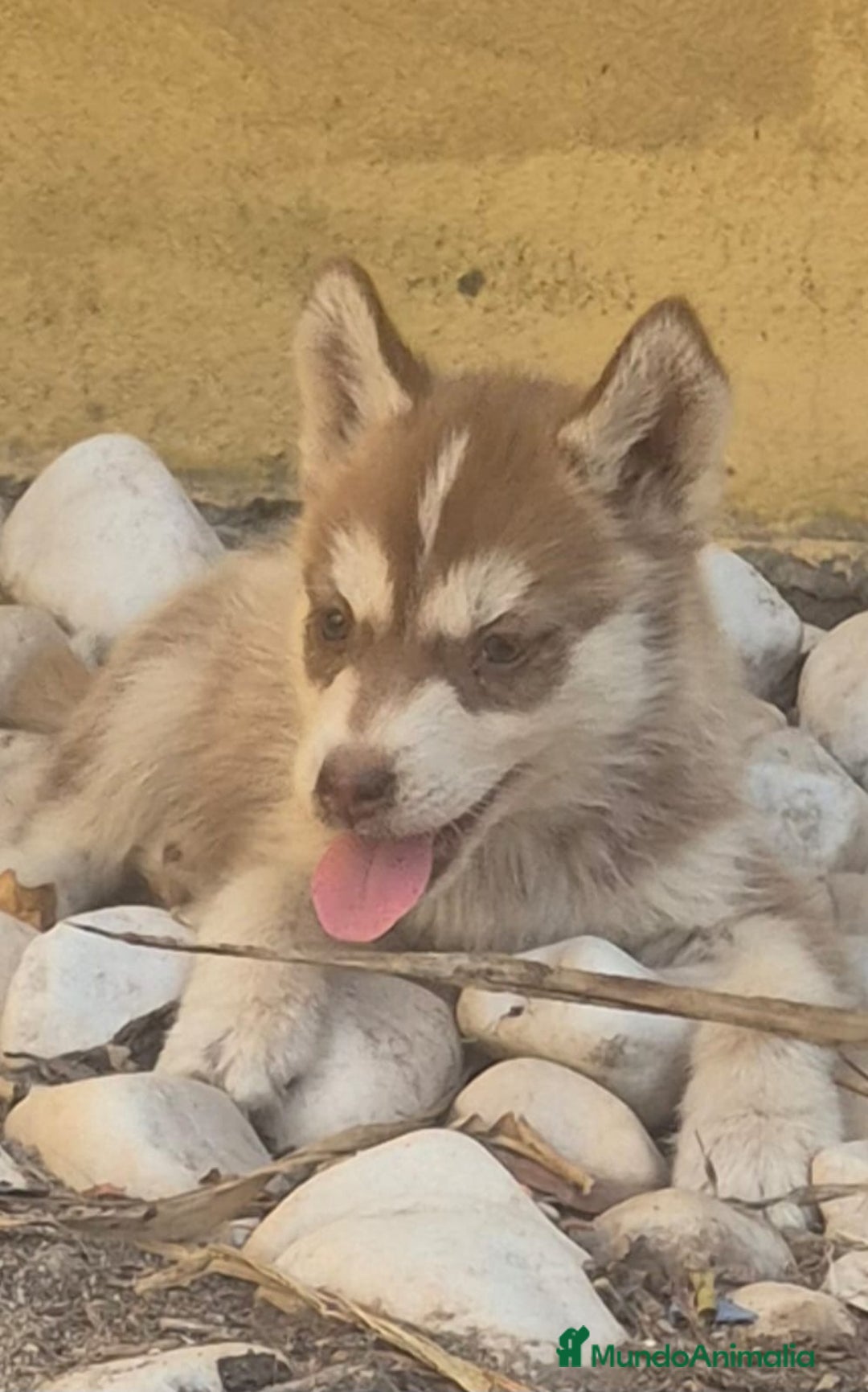 Husky Siberiano perros en venta: Siberian husky camada - Imagen 11