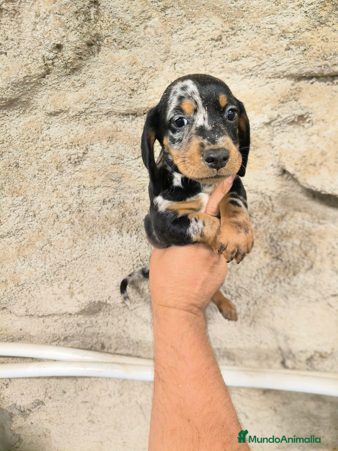 Teckel Miniatura perros en venta: Camadas disponibles de teckel - Imagen 5