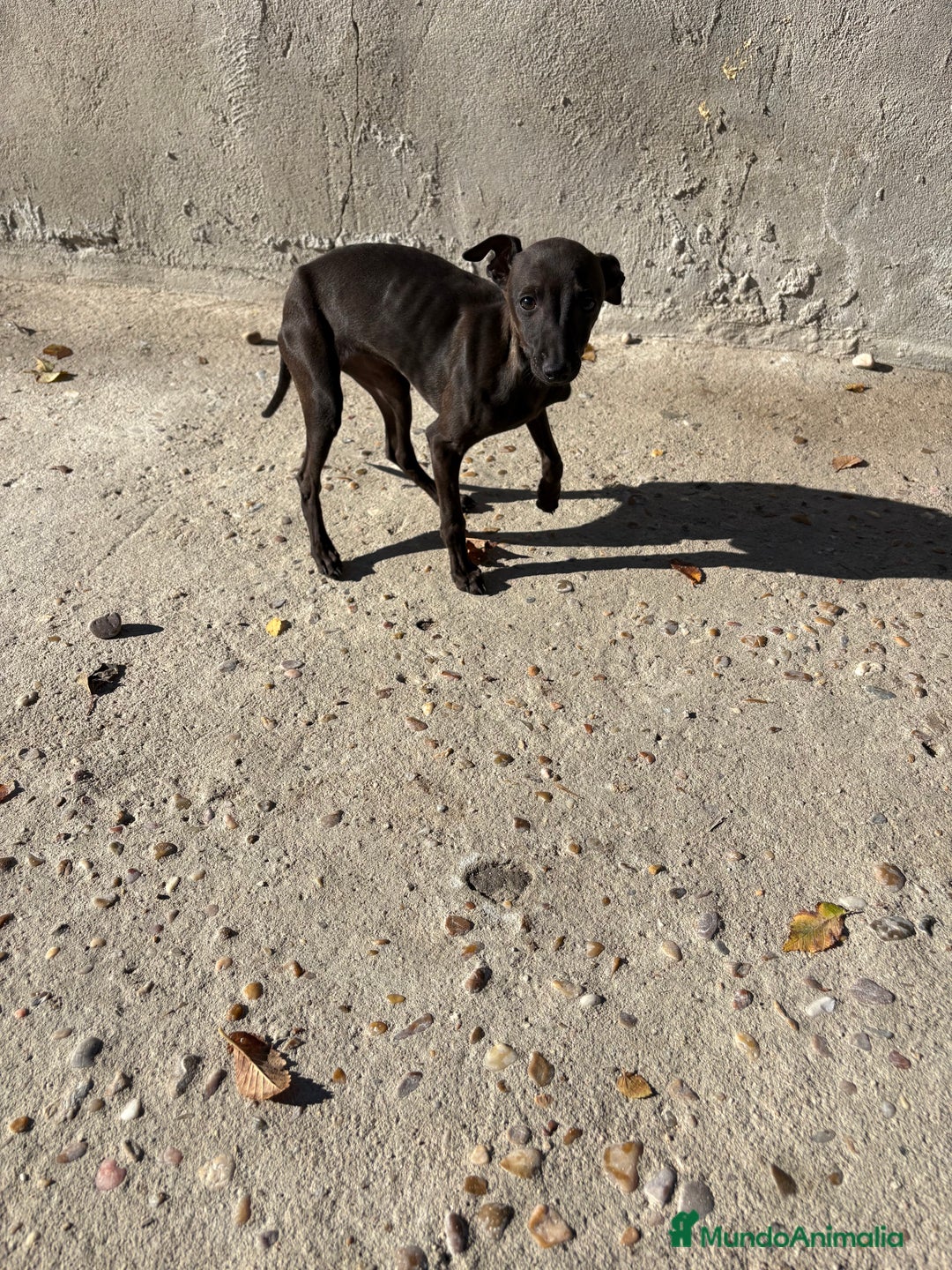 Pequeño Lebrel Italiano perros en venta: Hembra Piccolo lebrel italiano galgo  - Anuncio 4