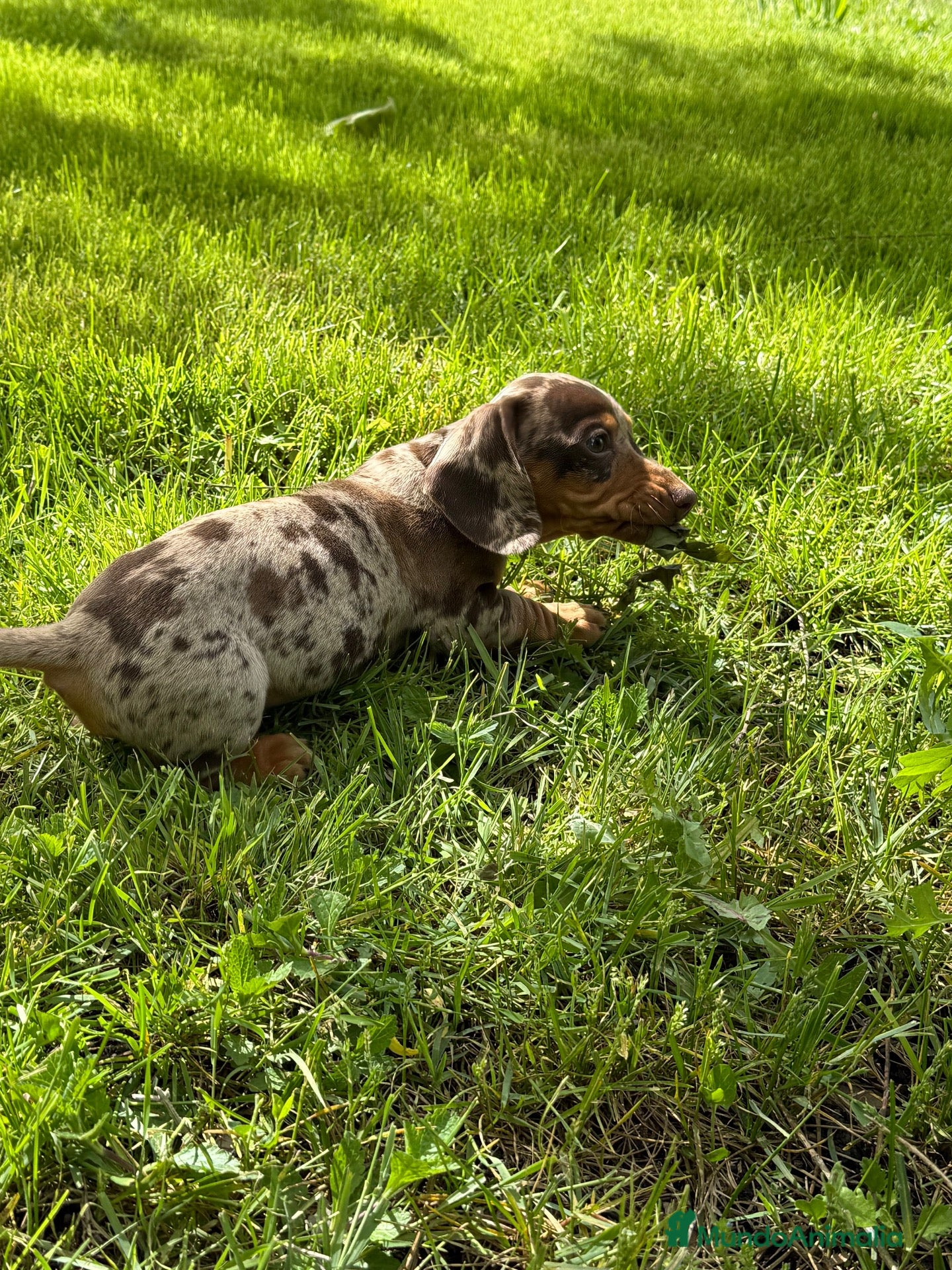 Teckel Miniatura perros TECKELS MINIATURAS - Anuncio 2