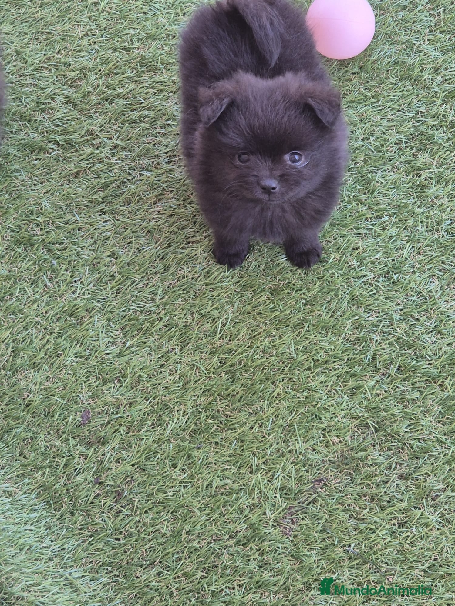 Pomerania perros Pomerania - Anuncio 1