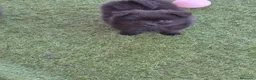 Pomerania perros en venta: Pomerania - Anuncio 1
