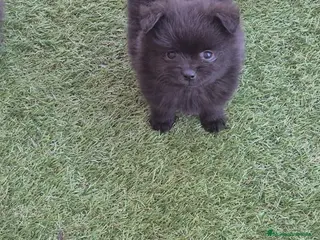 Pomerania perros Pomerania - Anuncio 5