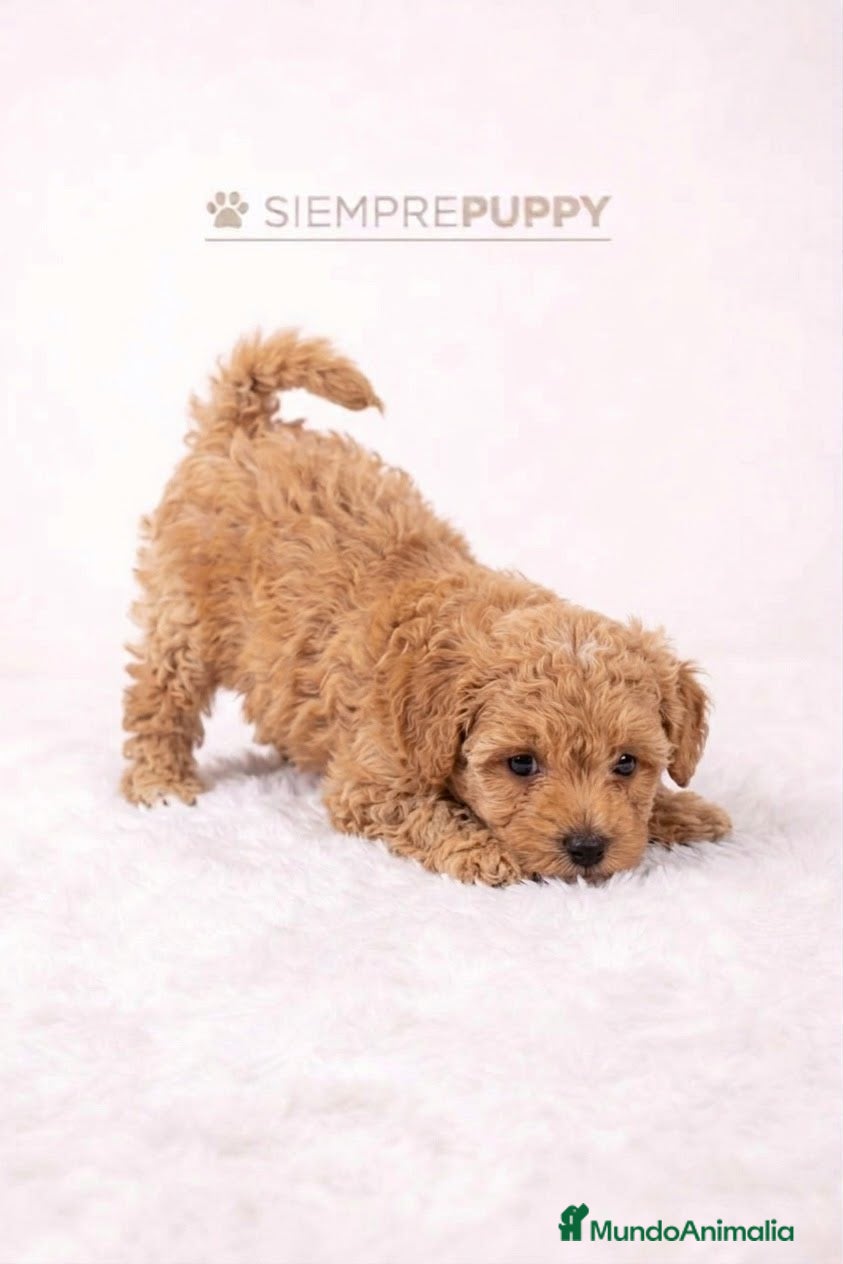 Maltipoo perros MALITPOO TOY APRICOT - Anuncio 1