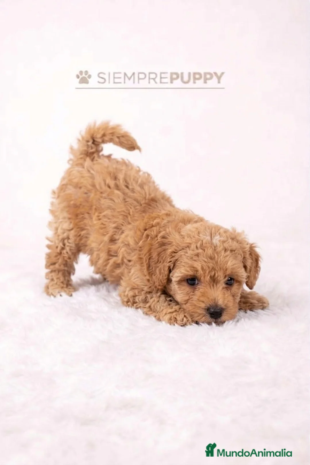Maltipoo perros en venta: MALITPOO TOY APRICOT - Anuncio 1