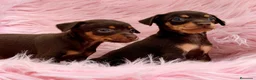 Pinscher Miniatura perros en venta: Minipincher chocolate  - Anuncio 1