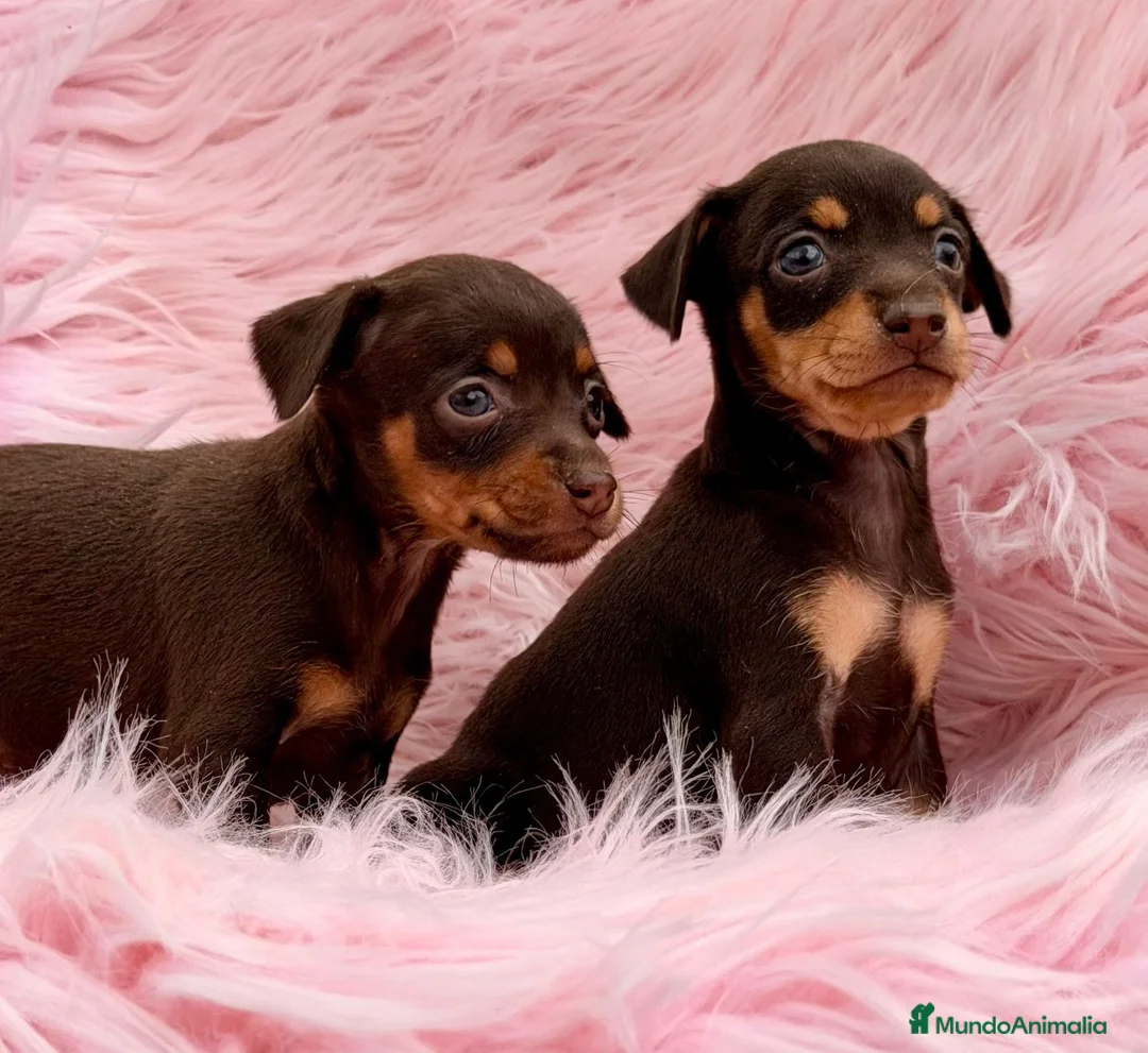 Pinscher Miniatura perros en venta: Minipincher chocolate  - Anuncio 1