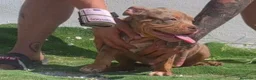 American Bully perros en venta: American bully pocket  - Anuncio 6
