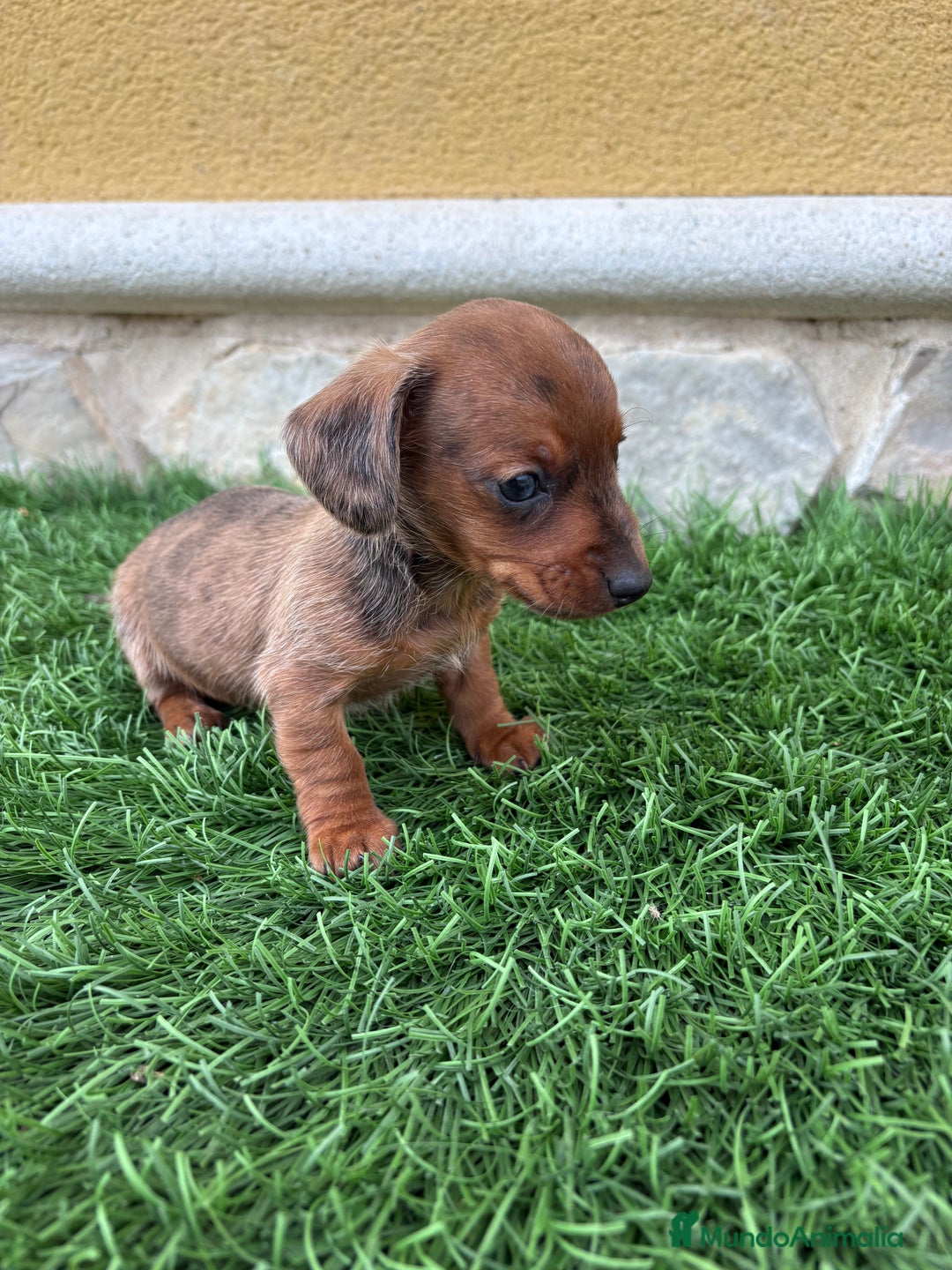 Teckel Miniatura perros en venta: Teckel Kaninchen macho Merle chocolate diluido  - Anuncio 8