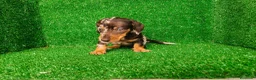 Teckel Miniatura perros en venta: Teckel miniatura  - Anuncio 3