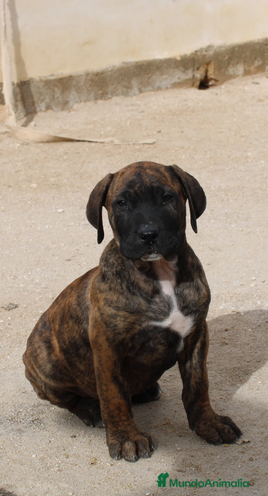 Presa Canario perros en venta: Presa canario  - Anuncio 7