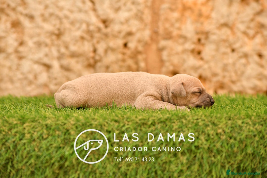 Pequeño Lebrel Italiano perros en venta: Hembra piccolo lebrel italiano  - Imagen 2