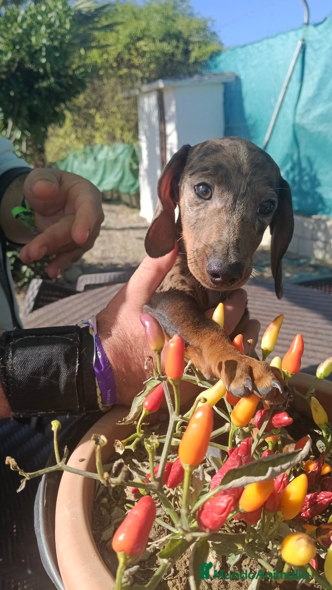 Teckel perros en adopcion: Teckel mini macho  - Anuncio 1